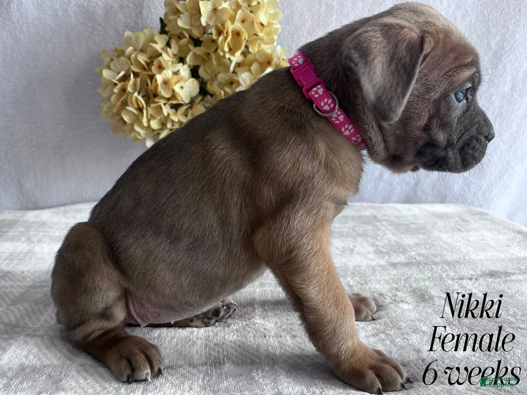 Cane Corso dogs for sale: Nikki - Ad 100