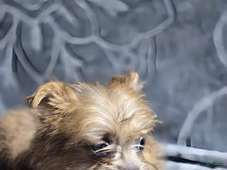 Shorkie dogs TEACUP Lucy - Ad 14