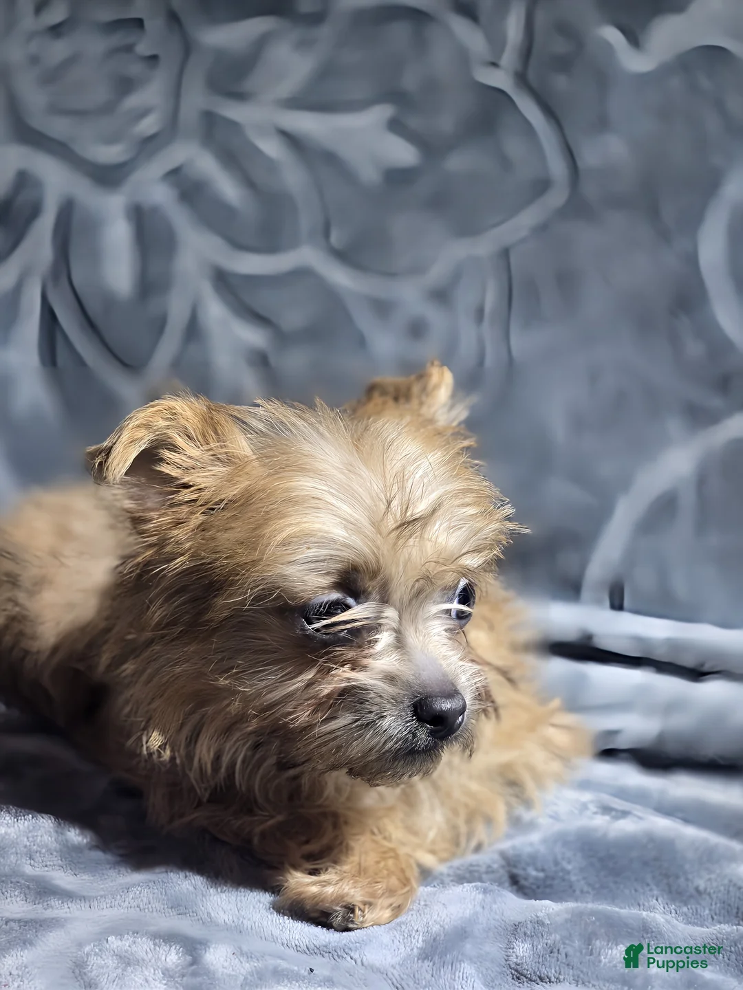 Shorkie dogs for sale: TEACUP Lucy - Ad 1