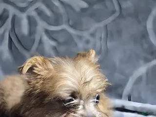 Shorkie dogs TEACUP Lucy - Ad 15