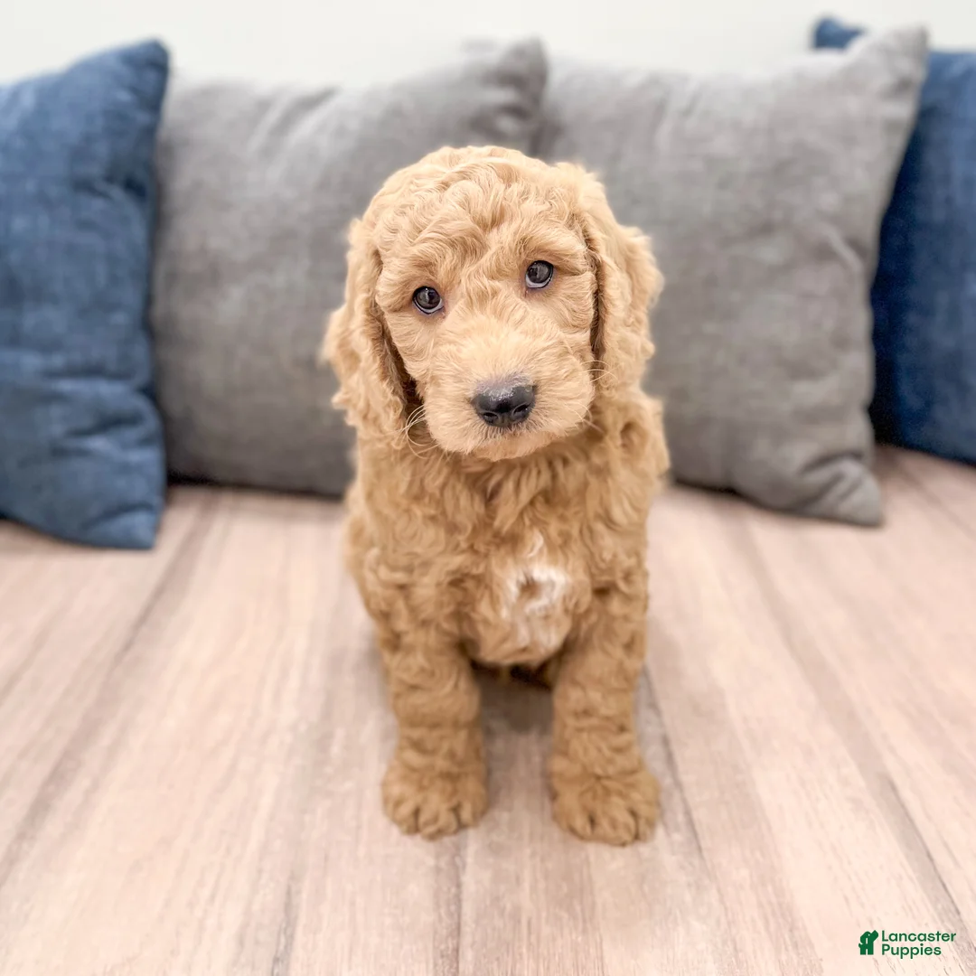 Mini Goldendoodle dogs for sale: Hank - Ad 1