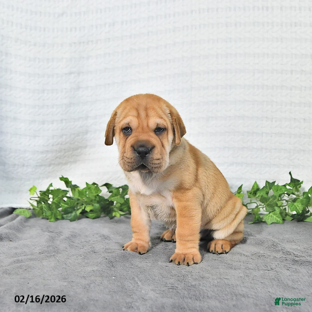 Mini Hippo dogs for sale: Jake - Ad 2