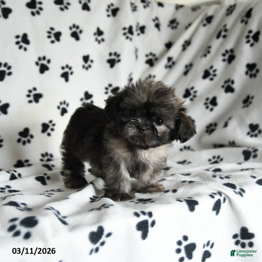Shih Tzu dogs Zinnia - Ad 1