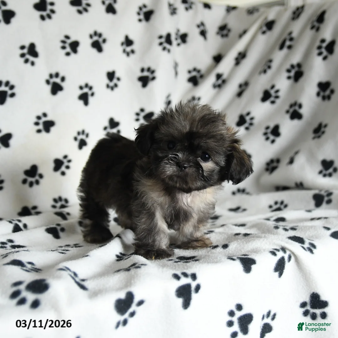 Shih Tzu dogs for sale: Zinnia - Ad 1