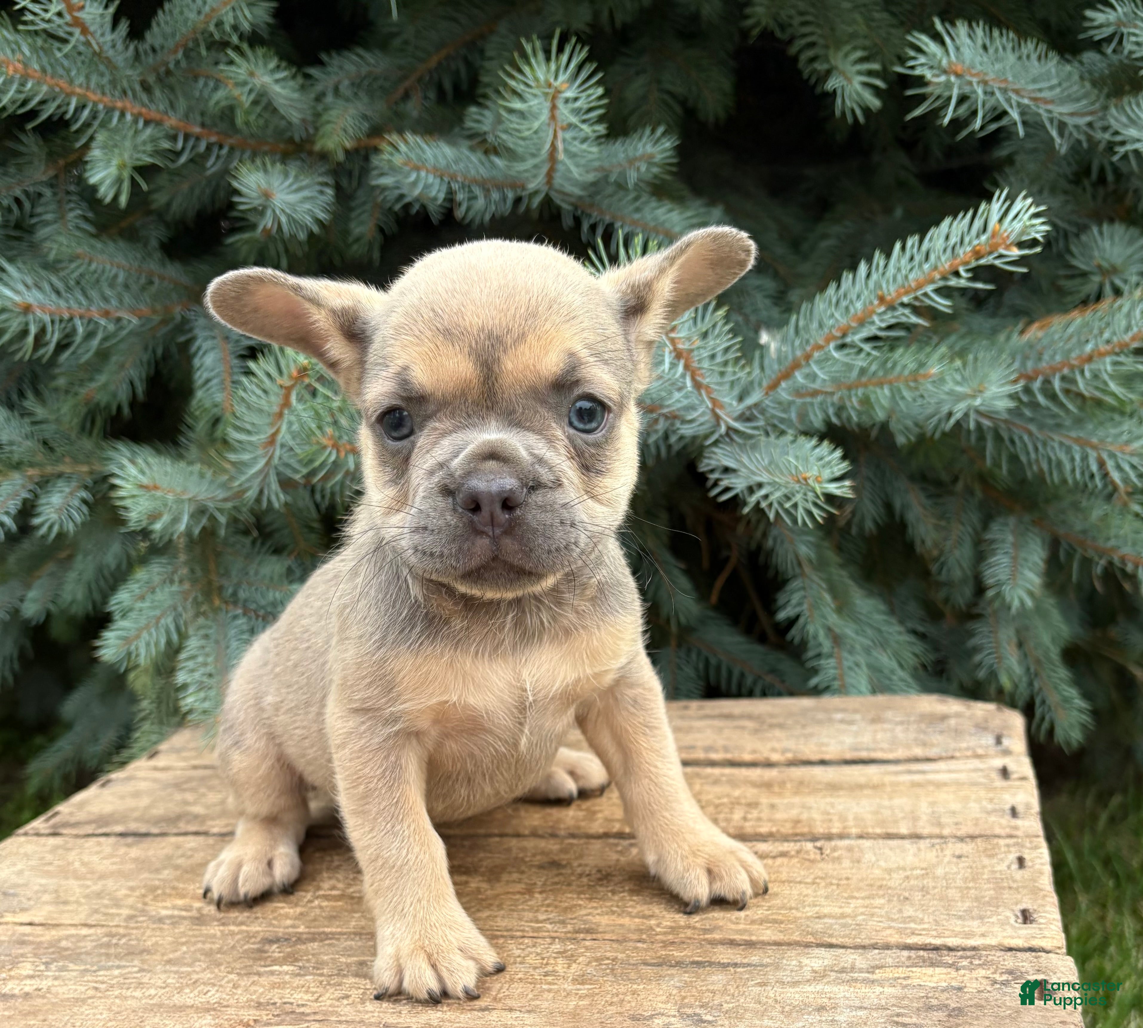 French Bulldog dogs Dahlia - Ad 2