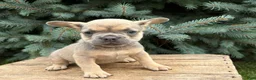French Bulldog dogs for sale: Dahlia - Ad 2