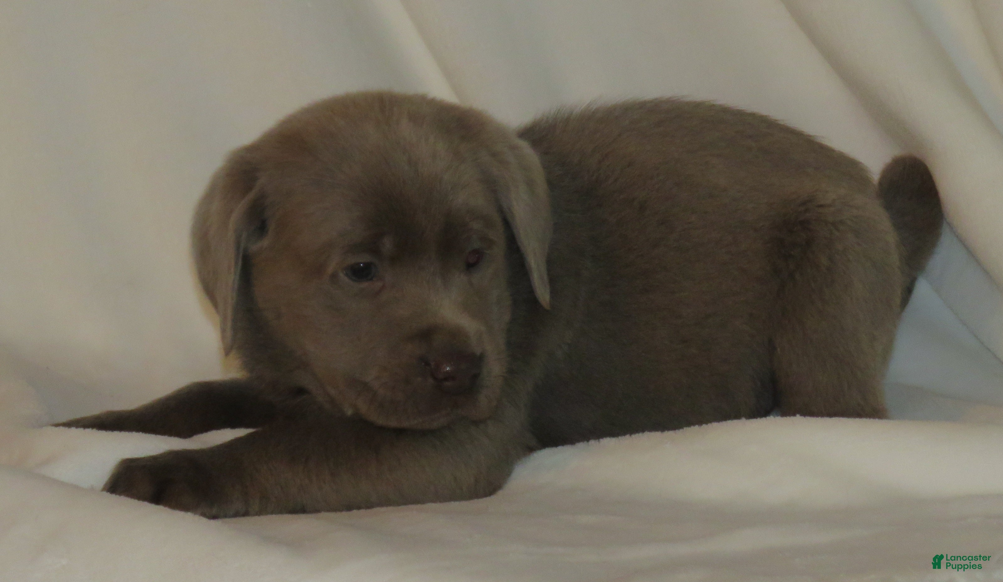 Labrador Retriever dogs Miles - Ad 16