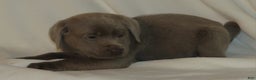 Labrador Retriever dogs for sale: Miles - Ad 1