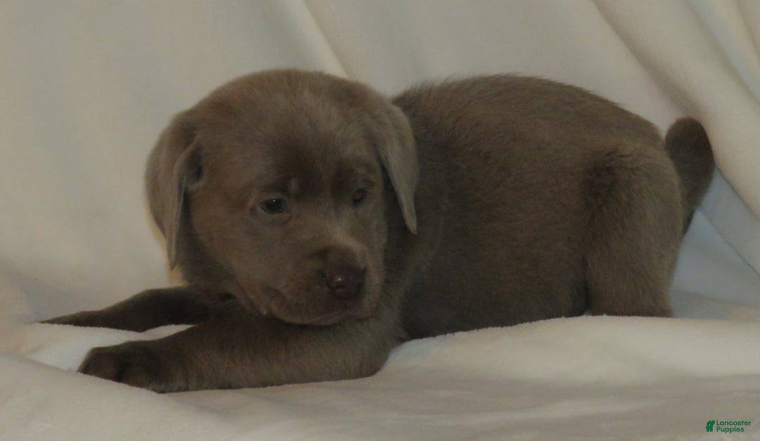 Labrador Retriever dogs for sale: Miles - Ad 1