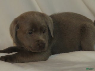 Labrador Retriever dogs Miles - Ad 18