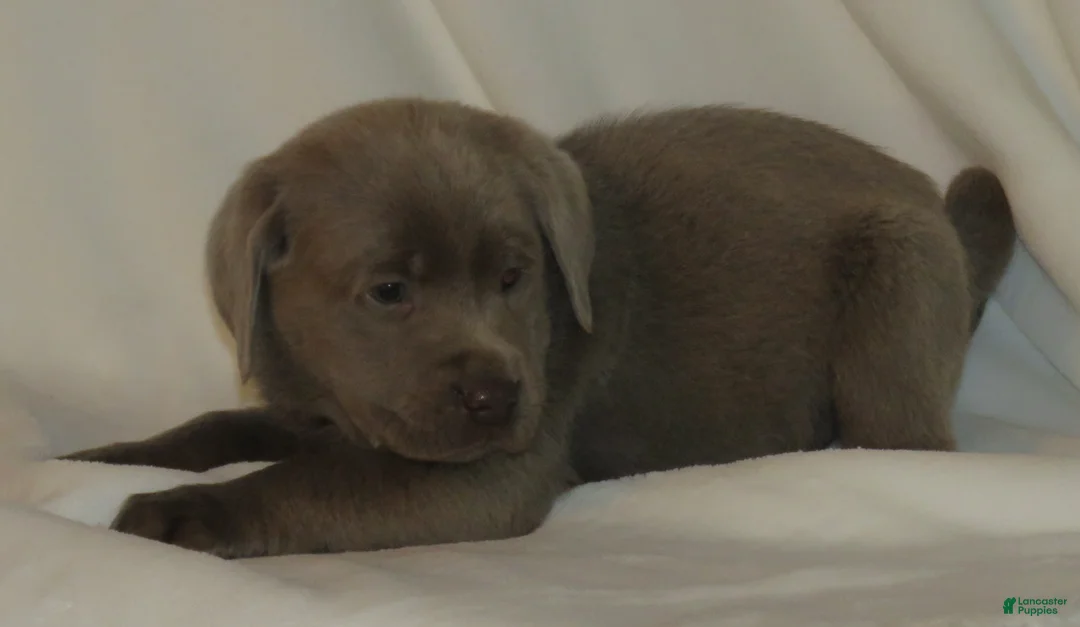 Labrador Retriever dogs for sale: Miles - Ad 5