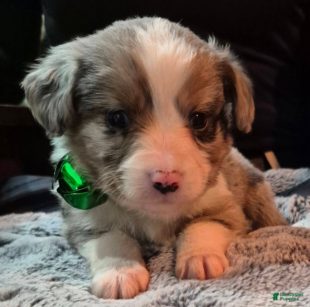 Toy Australian Shepherd dogs for sale: Toy Australian Shepherd Puppy 4 - Ad 6
