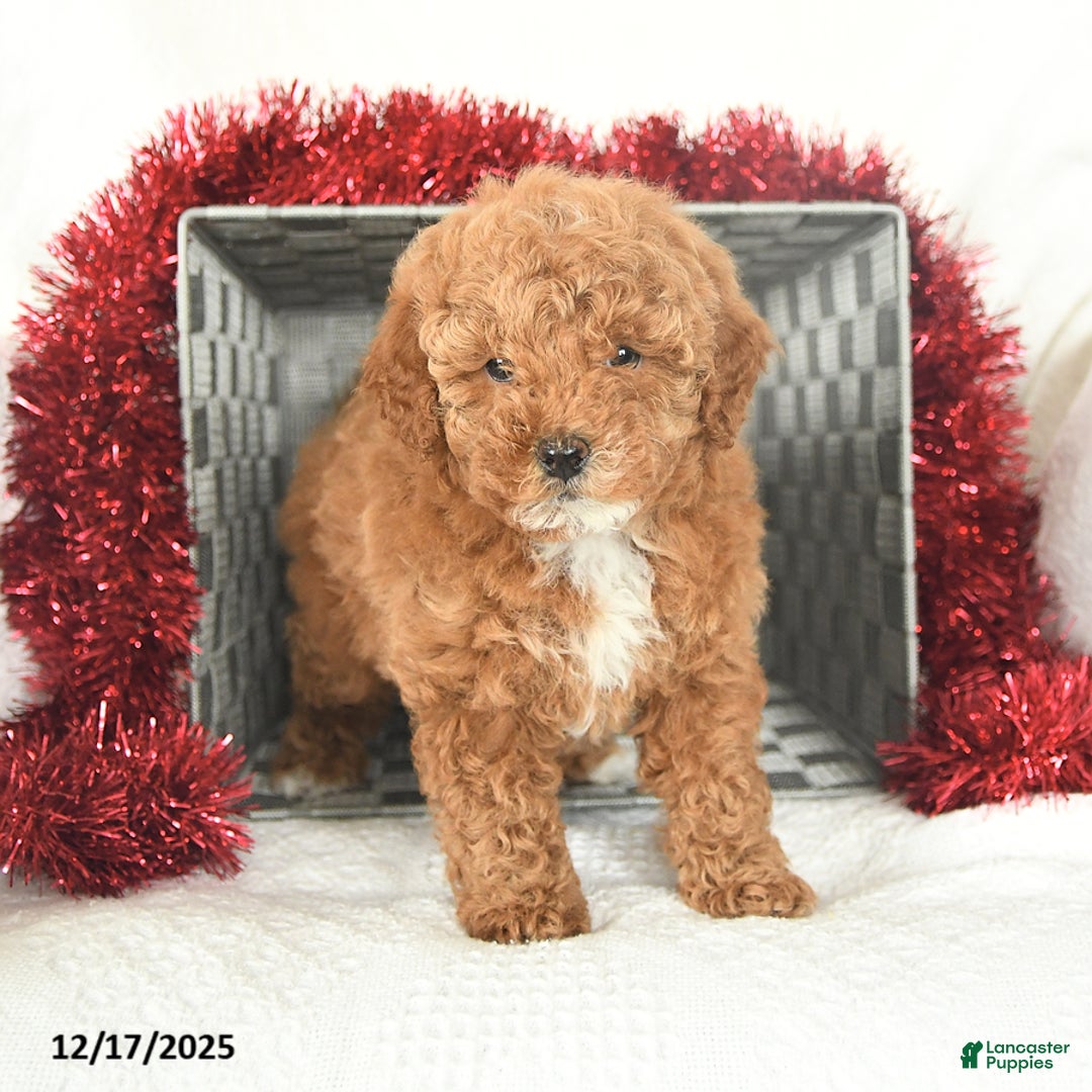 Miniature Poodle dogs for sale: Candy Cane - Ad 2