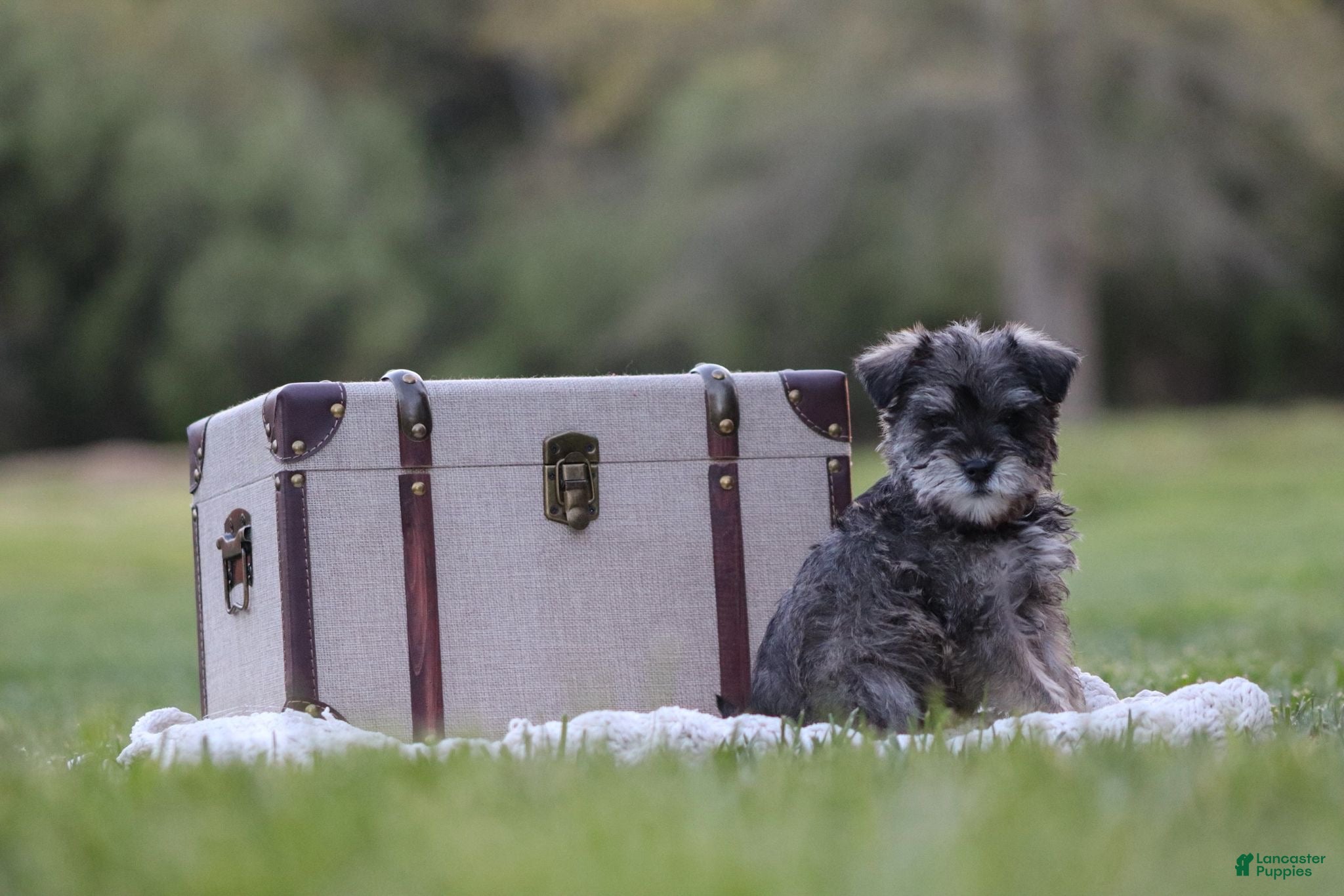 Miniature Schnauzer dogs Bella - Ad 2