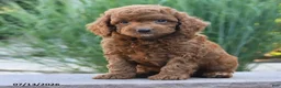 Miniature Poodle dogs for sale: Hero - Ad 4