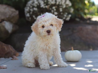 Lagotto Romagnolo dogs - Ad 1