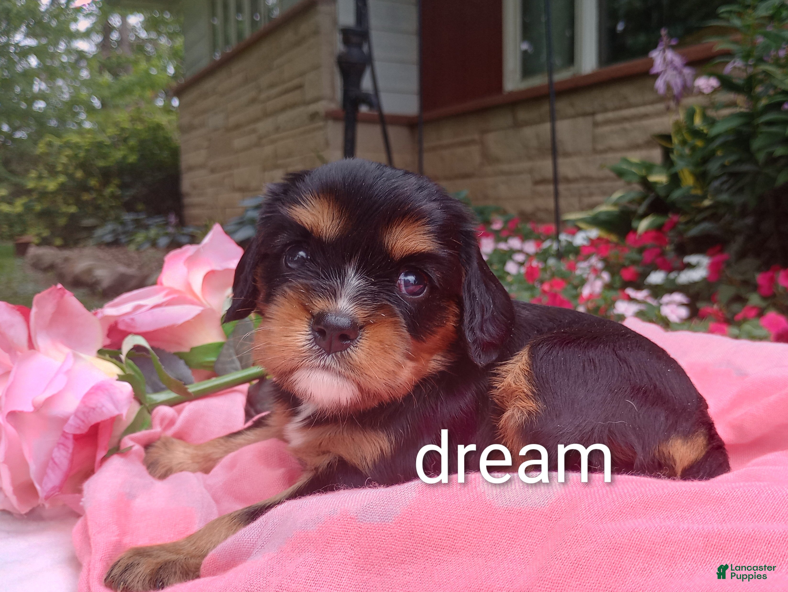 Cavalier King Charles Spaniel dogs Melody - Ad 2