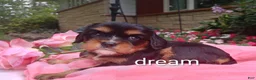 Cavalier King Charles Spaniel dogs for sale: Melody - Ad 2