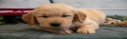 Golden Retriever dogs for sale: Bessy - Ad 3