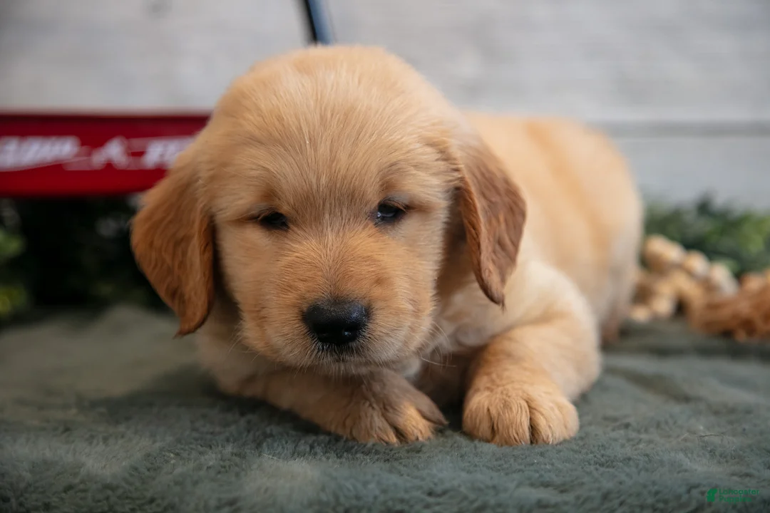 Golden Retriever dogs for sale: Bessy - Ad 3