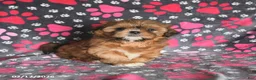Shih Tzu dogs for sale: Tango Special Needs - Ad 2