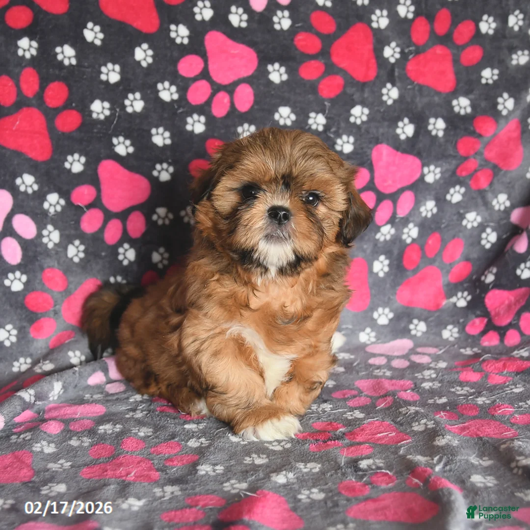 Shih Tzu dogs for sale: Tango Special Needs - Ad 2