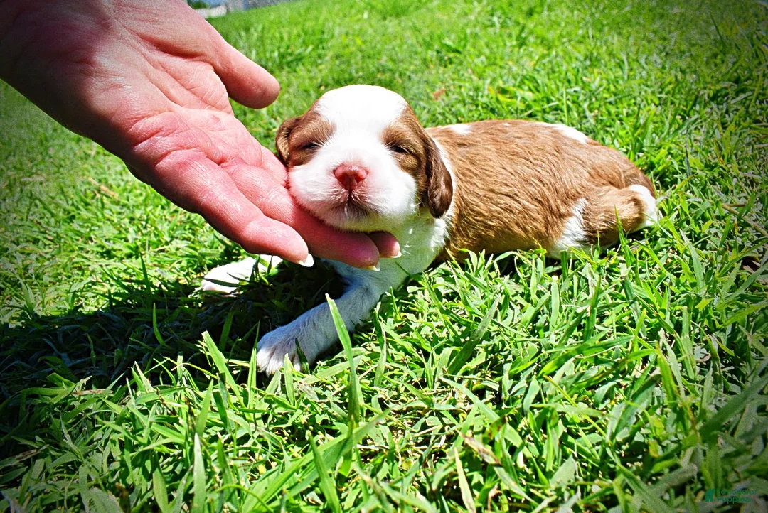 Havapoo dogs for sale: Remy - Ad 1