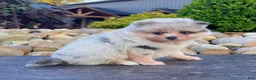 Pomeranian dogs for sale: Frosty - Ad 6