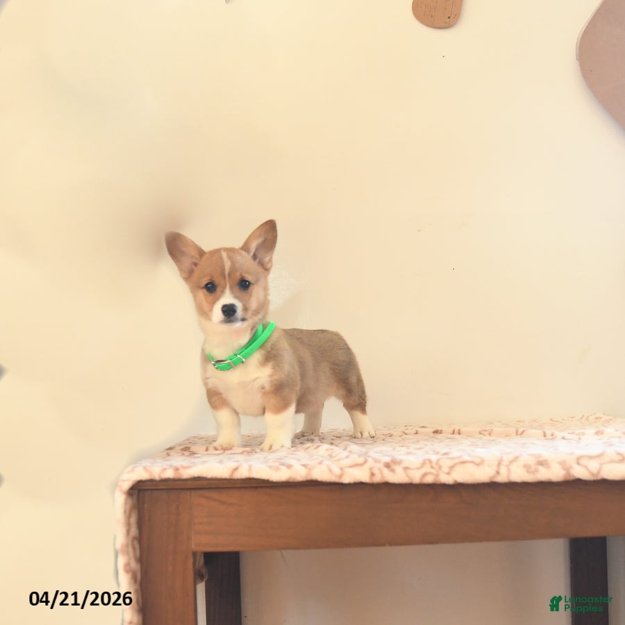 Welsh Corgi Pembroke dogs Kamala - Ad 1