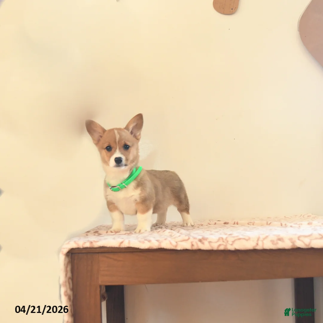 Welsh Corgi Pembroke dogs for sale: Kamala - Ad 1