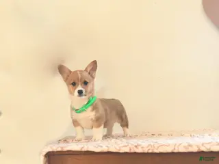 Welsh Corgi Pembroke dogs for sale: Kamala - Ad 3