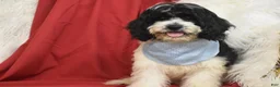 Cavachon dogs for sale: Cavachon 1 - Ad 3