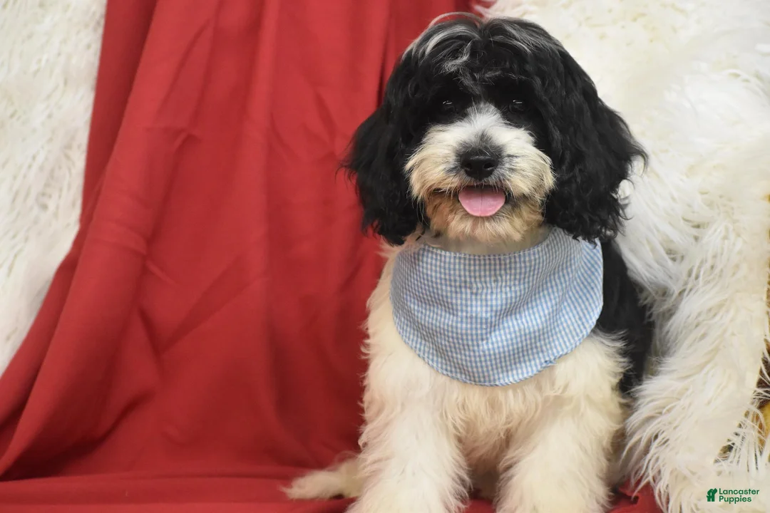Cavachon dogs for sale: Cavachon 1 - Ad 3