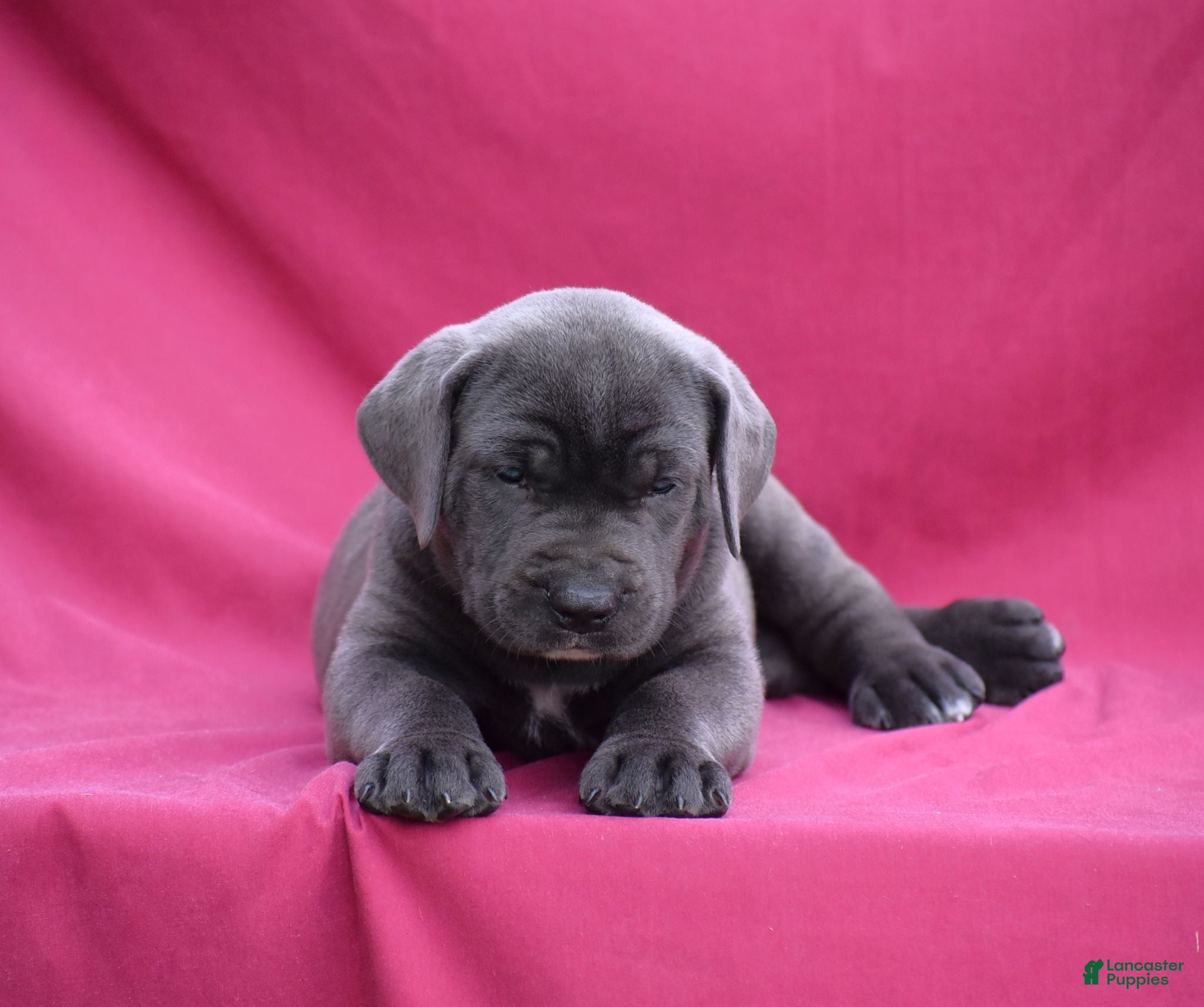Cane Corso dogs Carlo - Ad 2