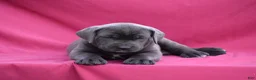 Cane Corso dogs for sale: Carlo - Ad 2