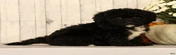 Mini Bernedoodle dogs for sale: Gina - Ad 4