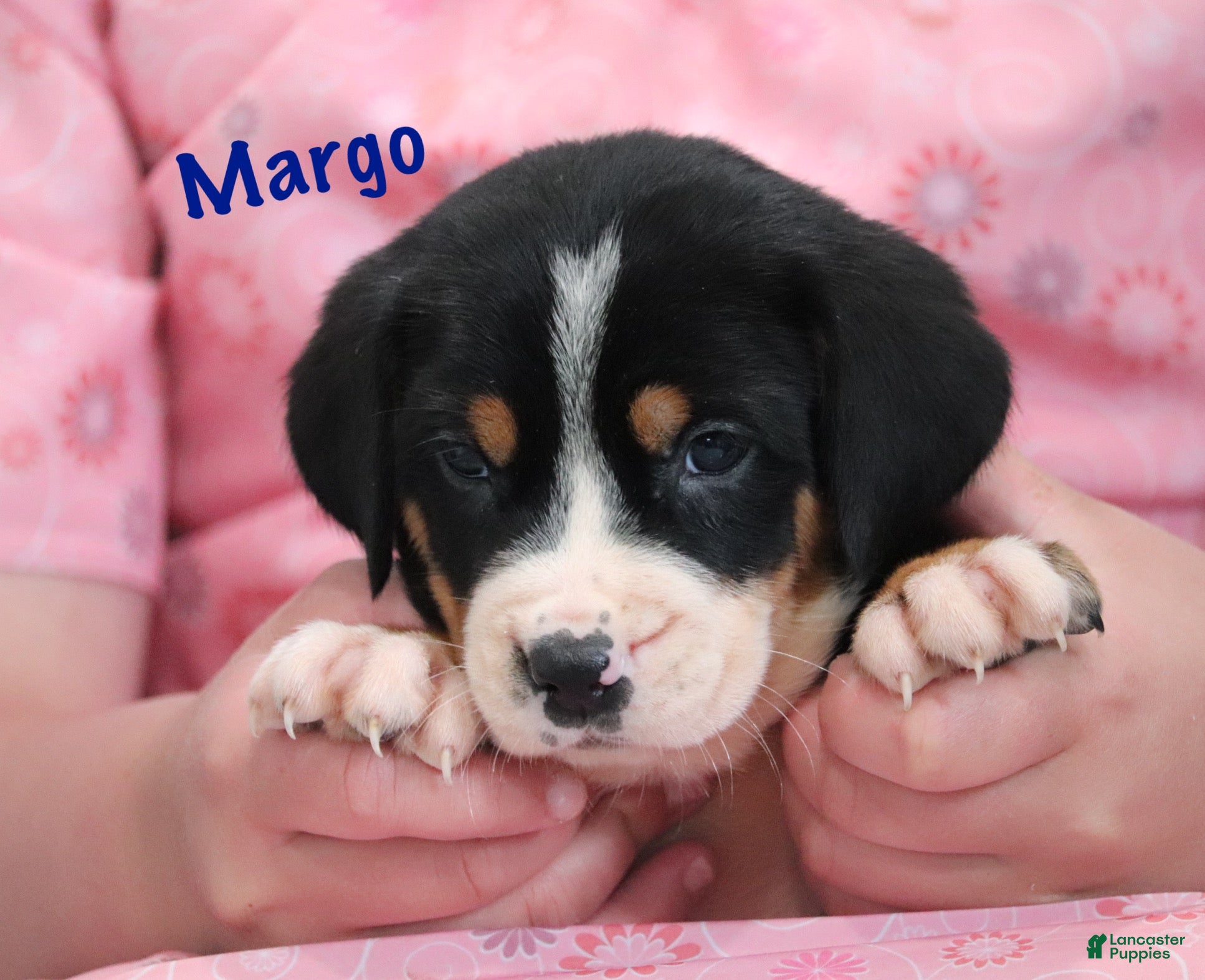 Greater Swiss Mountain Dog dogs Greater Swiss Mountain Dog Puppy 2 - Ad 1