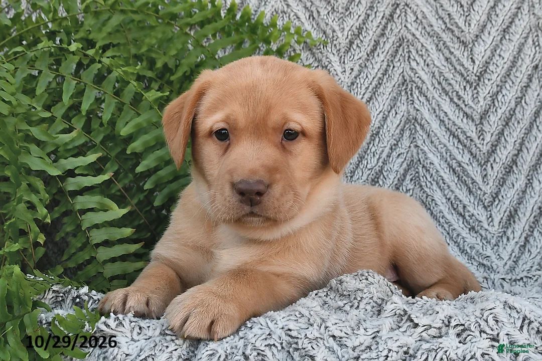 Labrador Retriever dogs for sale: Chipper  - Ad 2