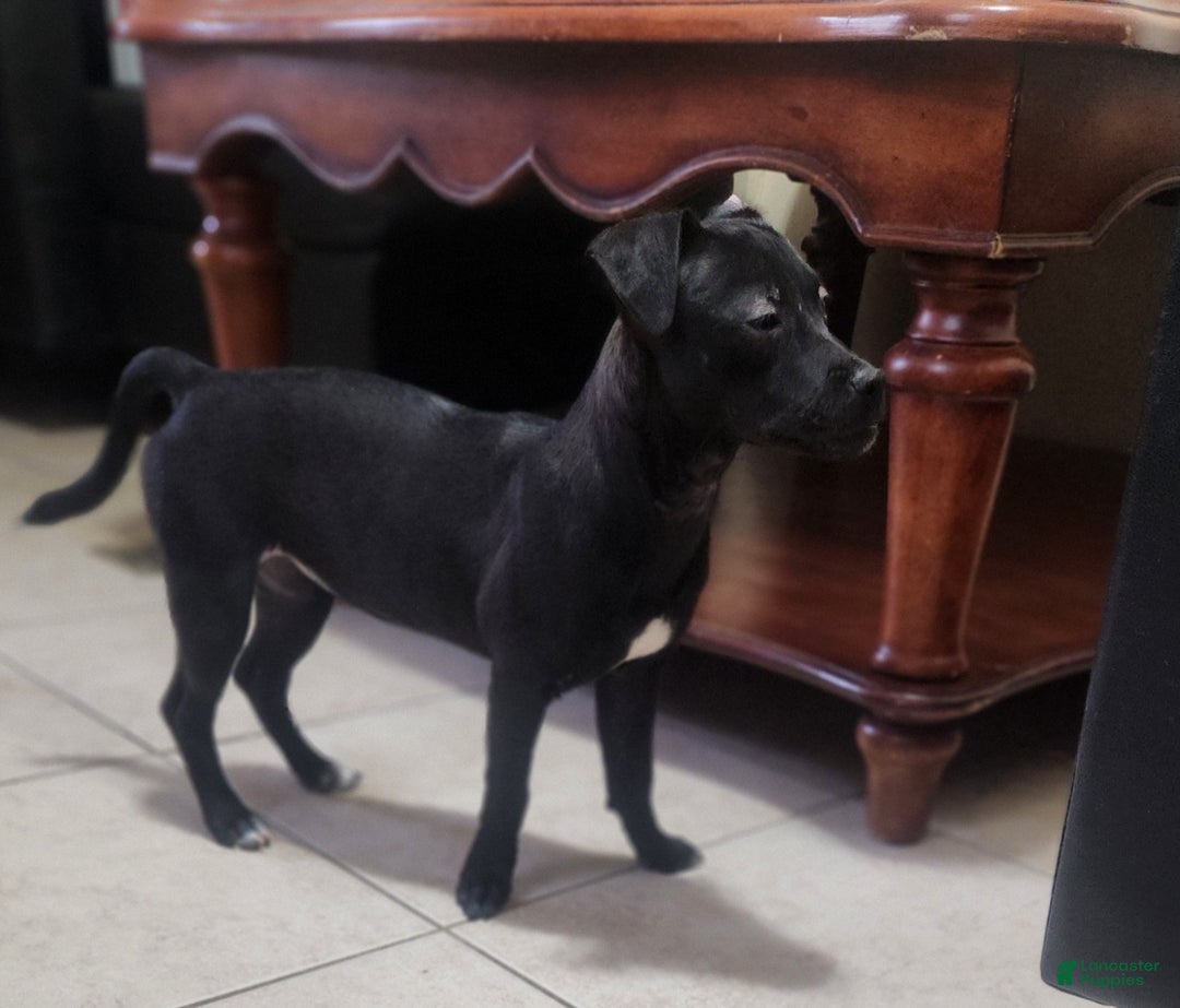 Mixed Breed dogs for sale: Laticia  - Ad 4