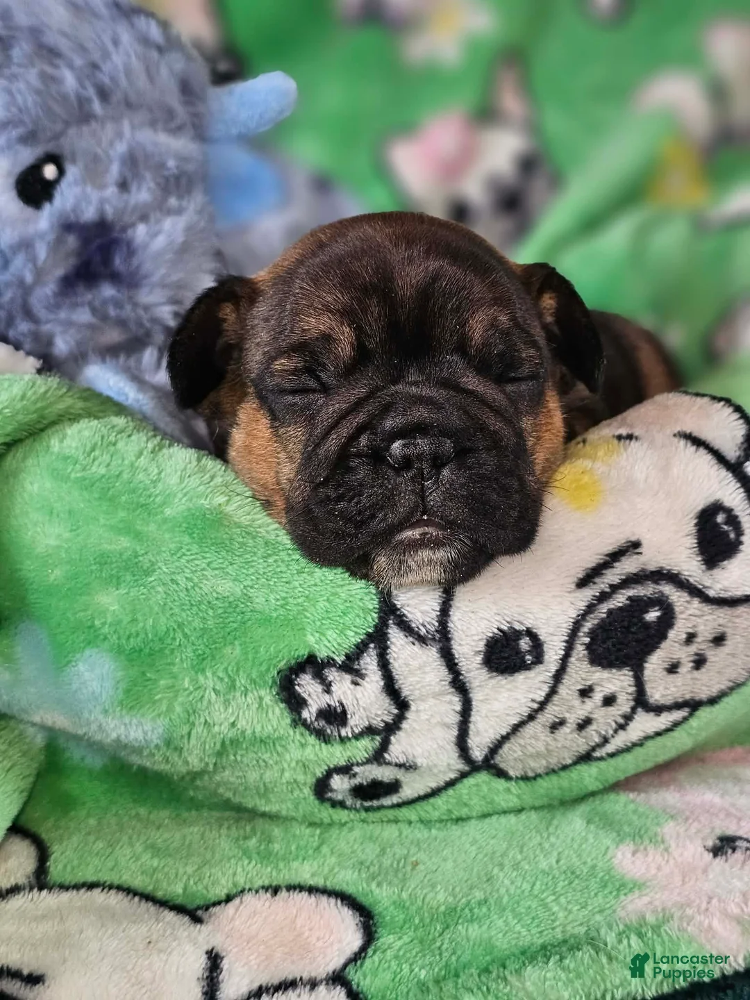 French Bulldog dogs for sale: French Bulldog Puppy 2 - Ad 2