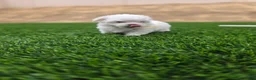 Maltese dogs for sale: 🐶 Female Maltese Puppy – Sweet, Playful & Petite - Ad 7