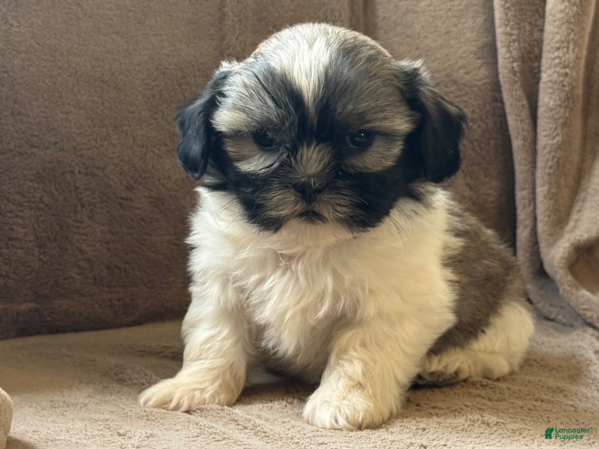 Shih Tzu dogs Cody - Ad 2