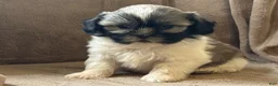 Shih Tzu dogs for sale: Cody - Ad 2
