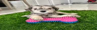 Miniature Schnauzer 2
