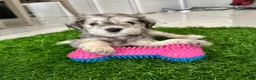 Miniature Schnauzer dogs for sale: Miniature Schnauzer 2 - Ad 1