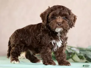 Cockapoo dogs for sale: Louie - Ad 4