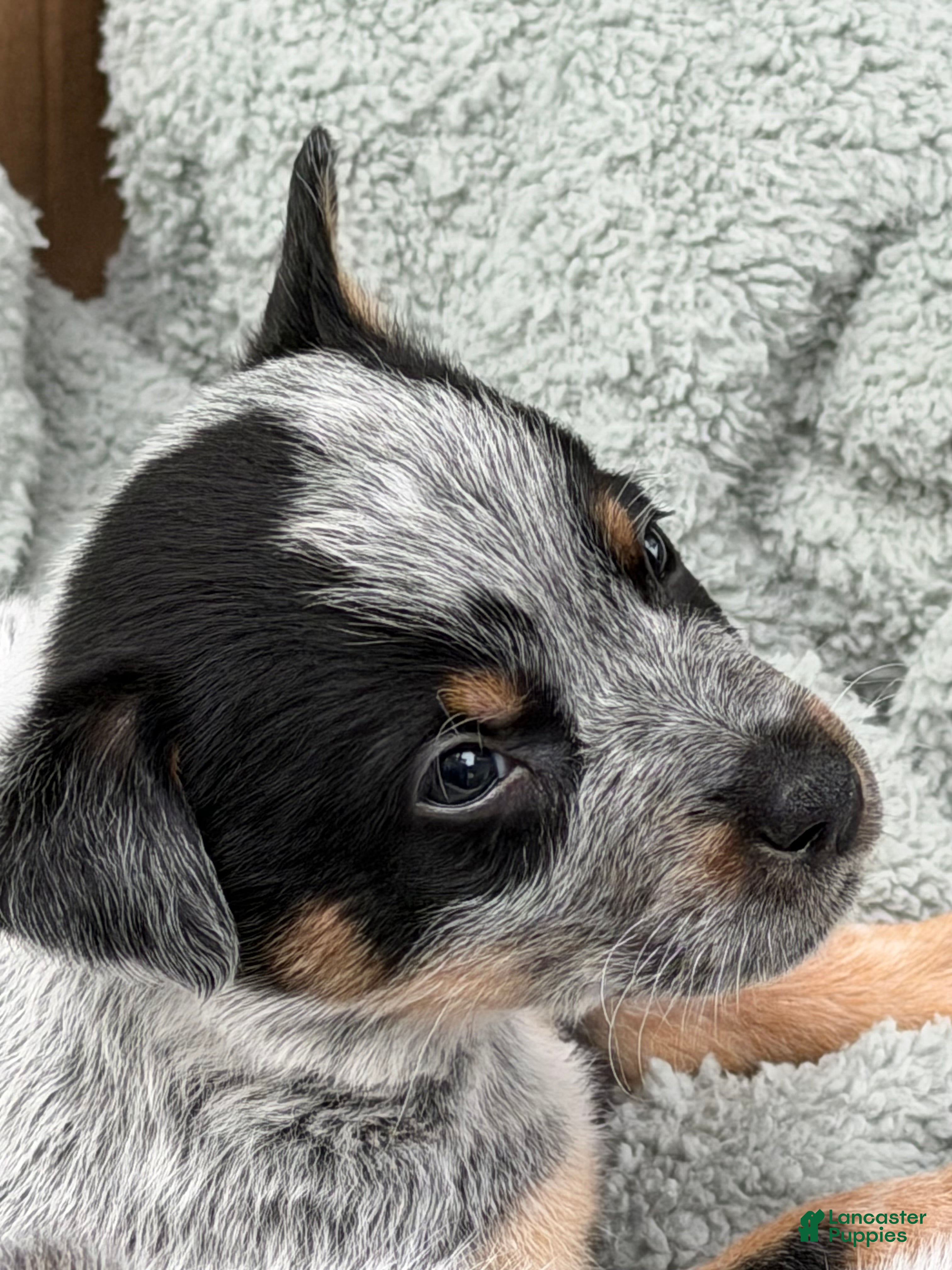 Australian Cattle Dog dogs Australian Cattle Dog Puppy 4 - Ad 2