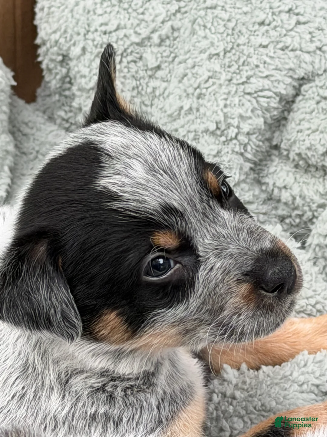 Australian Cattle Dog dogs for sale: Australian Cattle Dog Puppy 4 - Ad 1