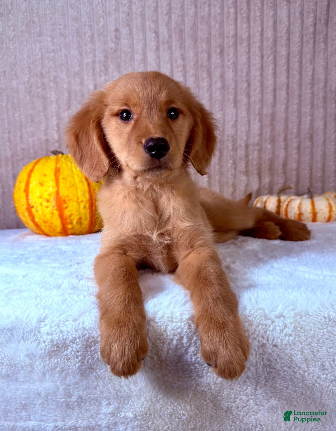 Golden Retriever dogs for sale: Draco - Ad 2