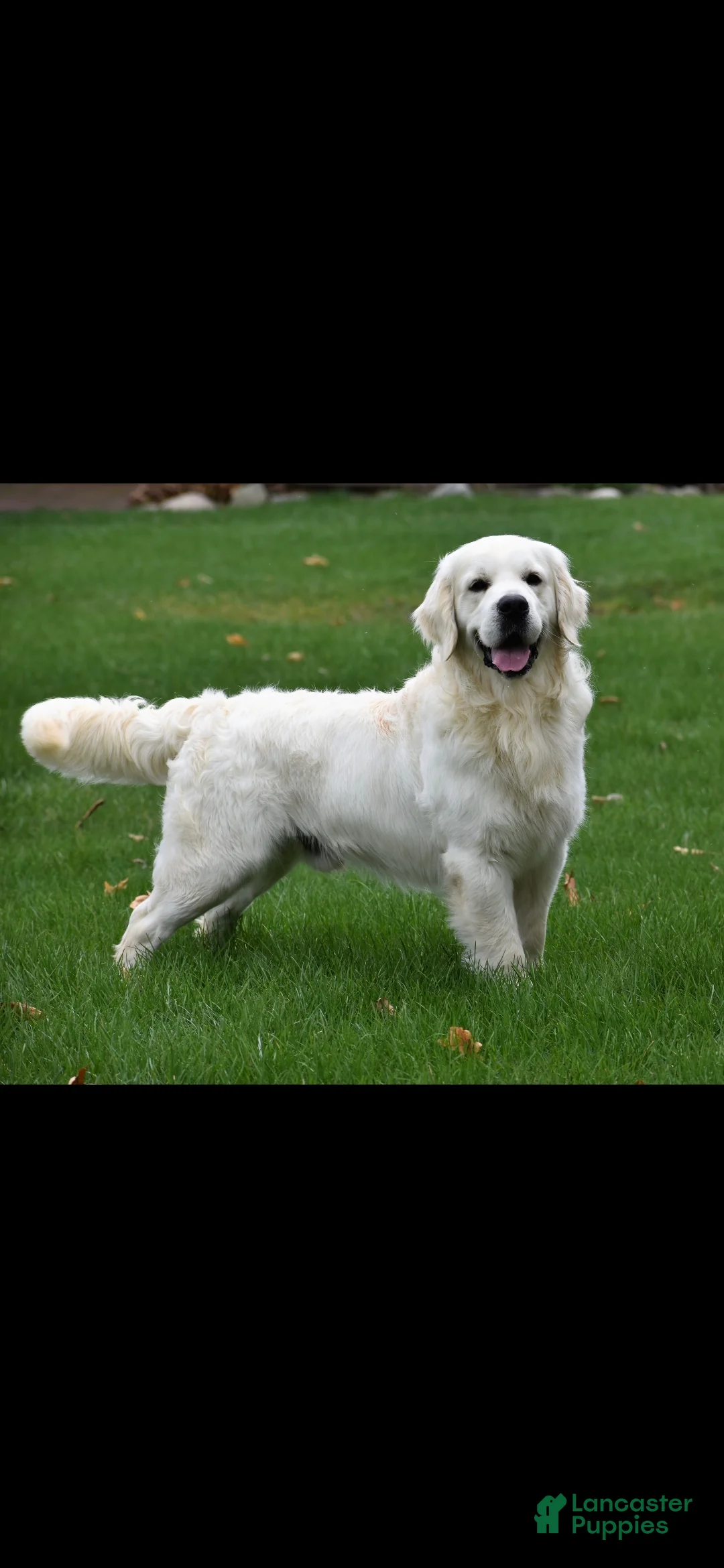 Golden Retriever dogs for sale: Golden Retriever Puppy 8 - Ad 3